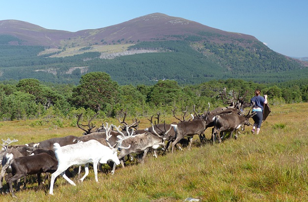 Follow the one with the food bag; reindeer in the Cairngorm Mountains, Scotland